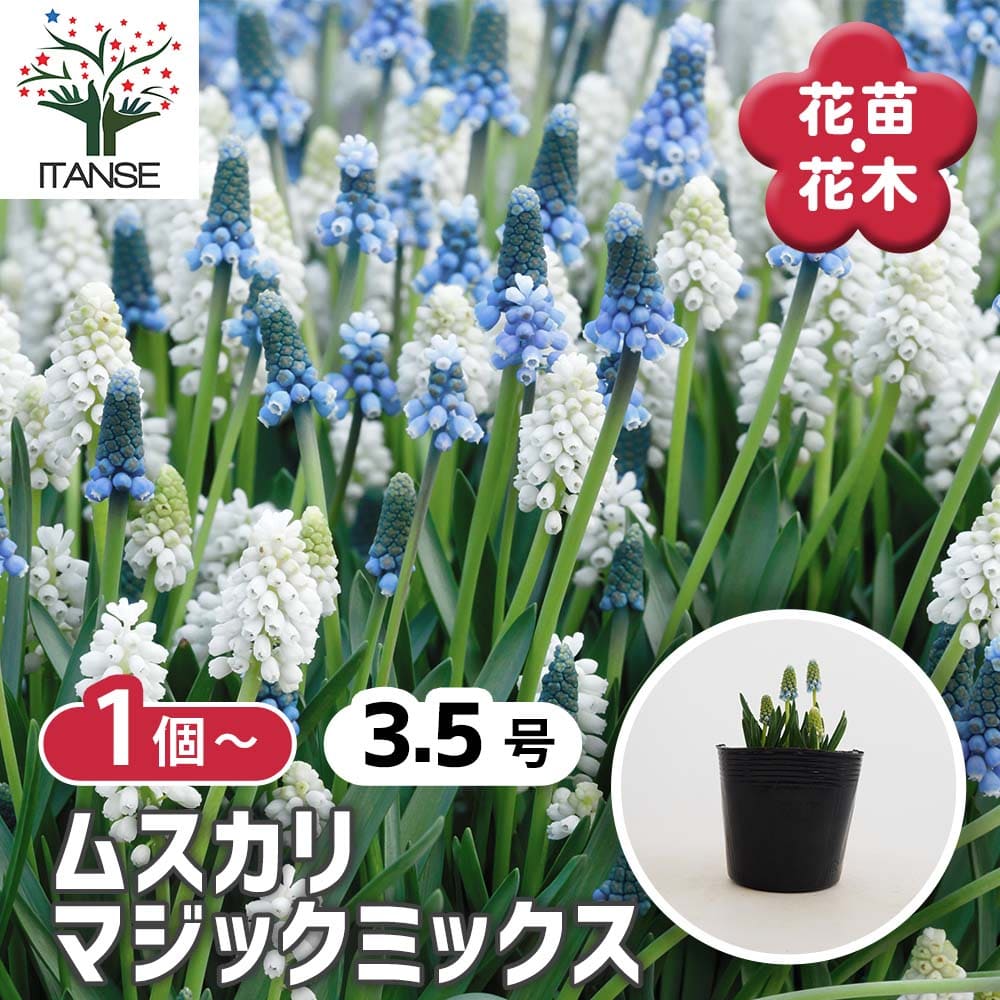 ムスカリ マジックミックス 【花苗 3.5号】｜ 【植物のITANSE