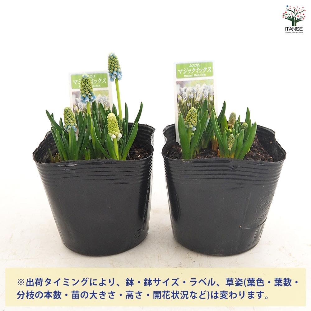 ムスカリ マジックミックス 【花苗 3.5号】｜ 【植物のITANSE