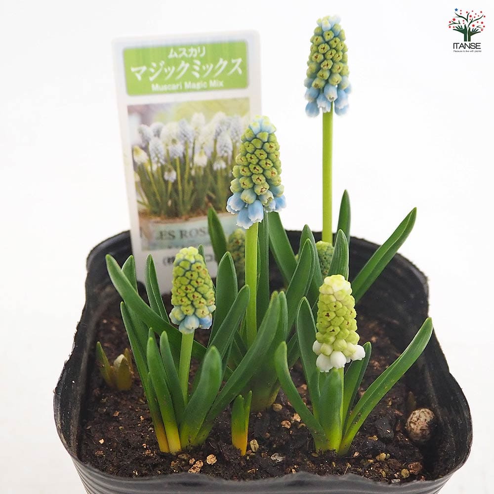 ムスカリ マジックミックス 【花苗 3.5号】｜ 【植物のITANSE