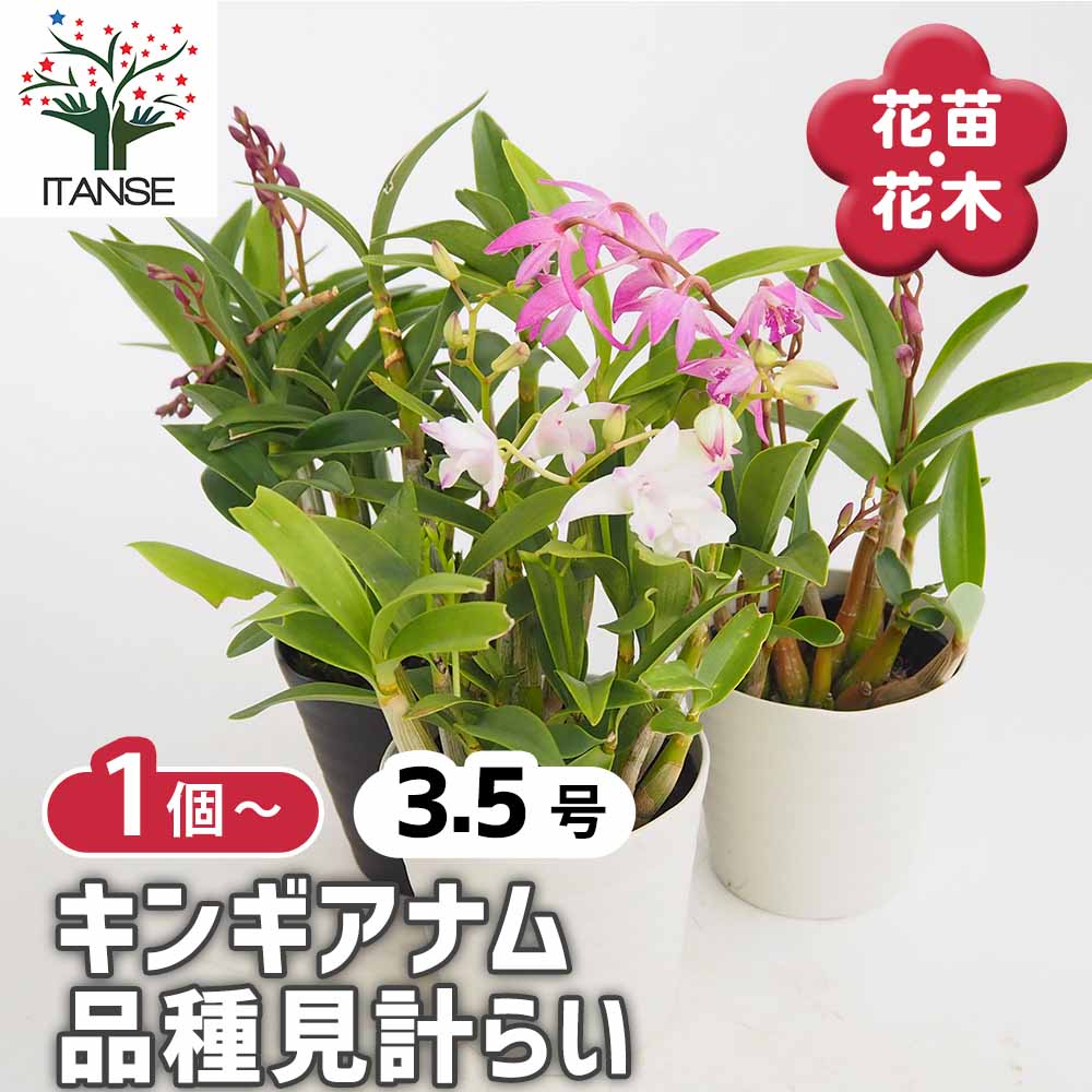 ✨️Den. ギンギアナム縞柄進化系✨️ 最上株をお届け キンギアナム 品種見計らい 【花苗 3.5号】｜ 【植物のITANSE