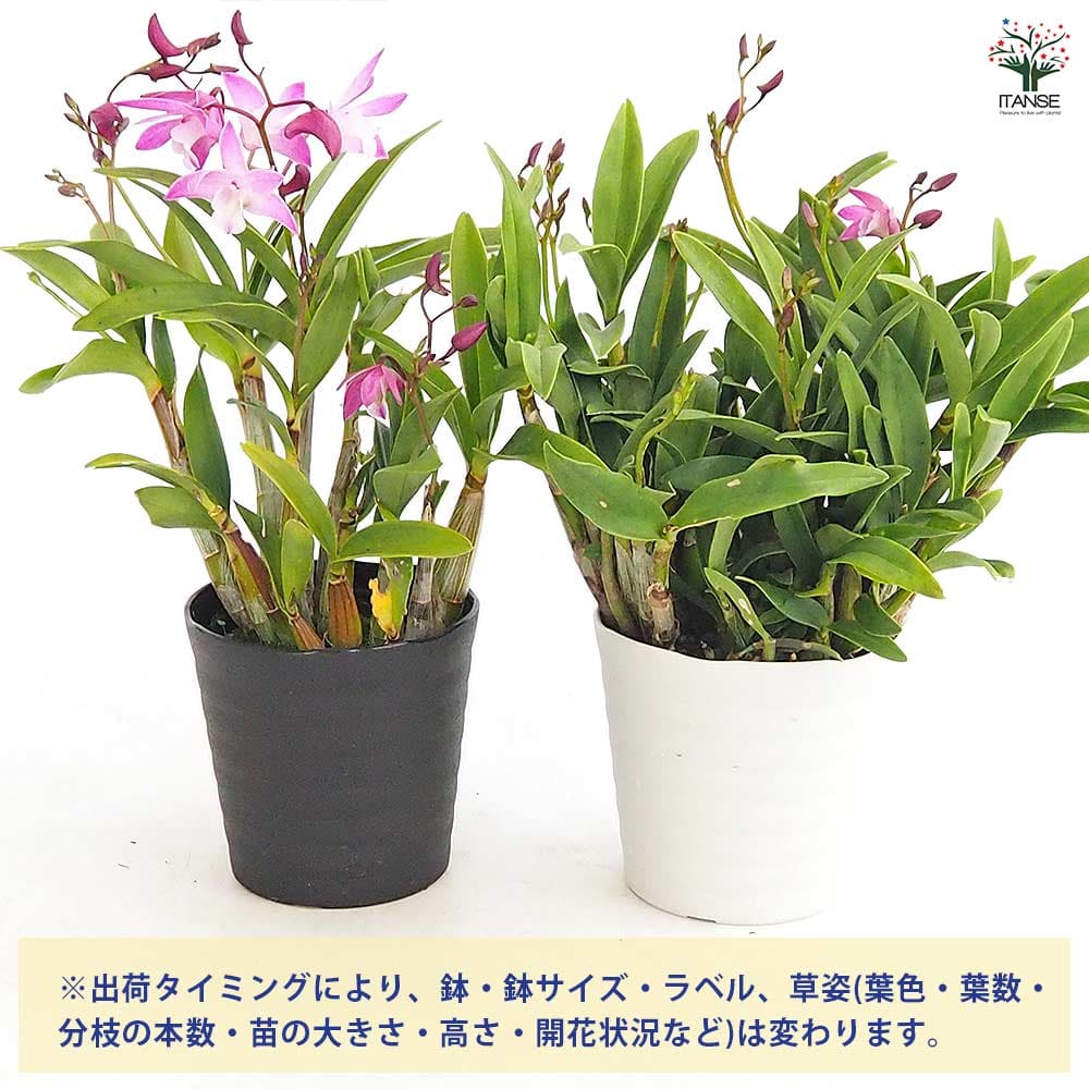 キンギアナム 品種見計らい 【花苗 3.5号】｜ 【植物のITANSE