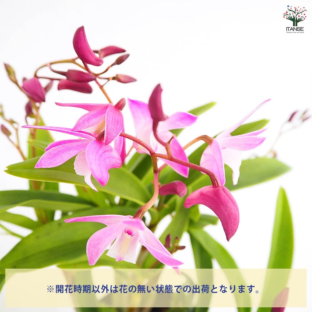 キンギアナム 品種見計らい 【花苗 3.5号】｜ 【植物のITANSE
