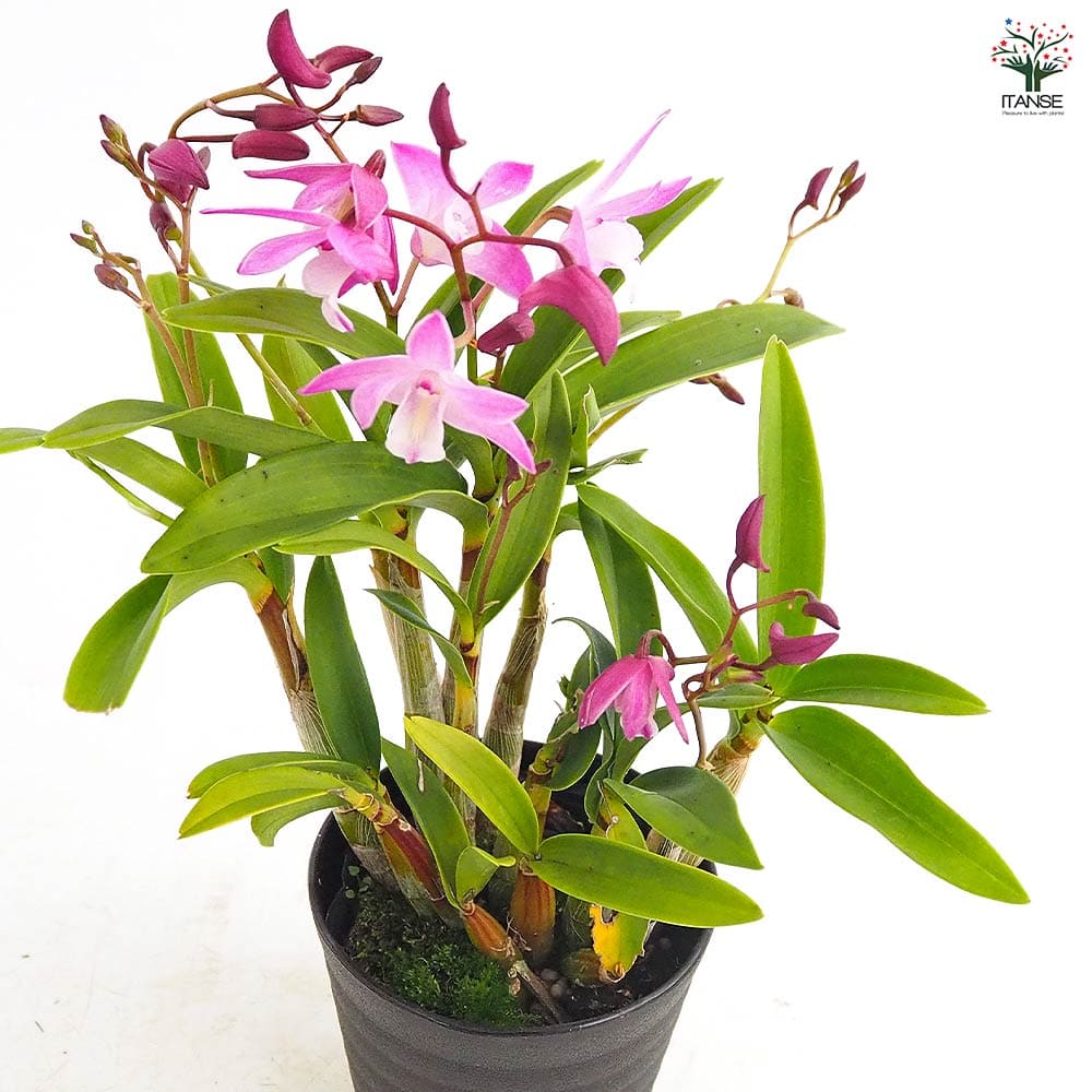 キンギアナム 品種見計らい 【花苗 3.5号】｜ 【植物のITANSE