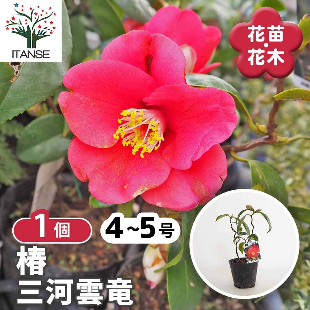 椿(ツバキ)の苗木 三河雲竜 【花木苗 4号／1個売り】｜ 【植物の