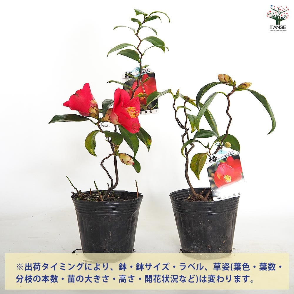 椿(ツバキ)の苗木 三河雲竜 【花木苗 4号／1個売り】｜ 【植物の