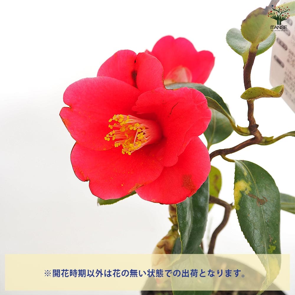 小紋　赤　黄　グリーン　紫　椿　T641 Hypericum androsaemum 'Albury Purple' (St. John's Wort