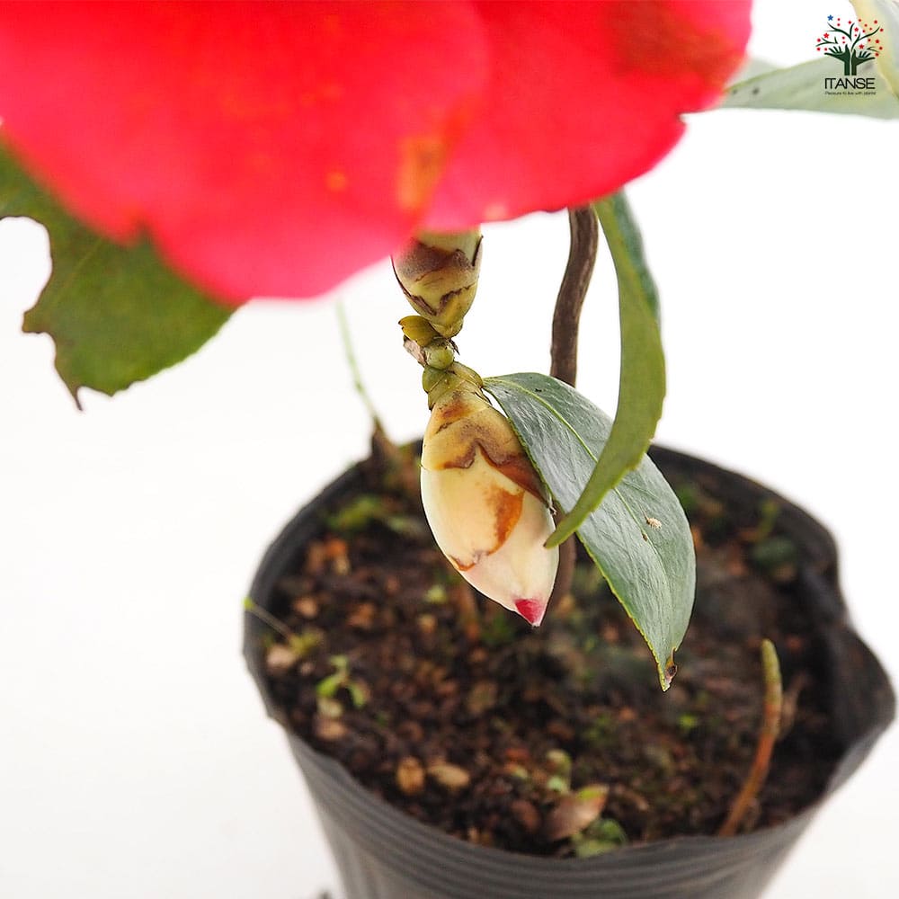 椿(ツバキ)の苗木 三河雲竜 【花木苗 4号／1個売り】｜ 【植物の