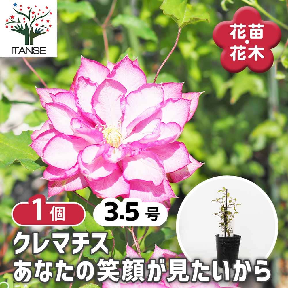 クレマチス あなたの笑顔が見たいから 【花苗 3.5号／1個売り