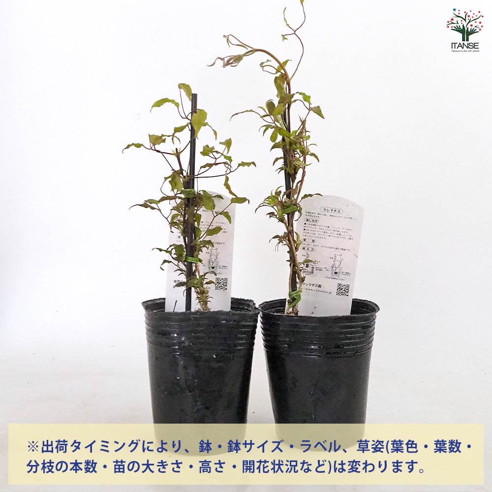 クレマチス あなたの笑顔が見たいから 【花苗 3.5号／1個売り