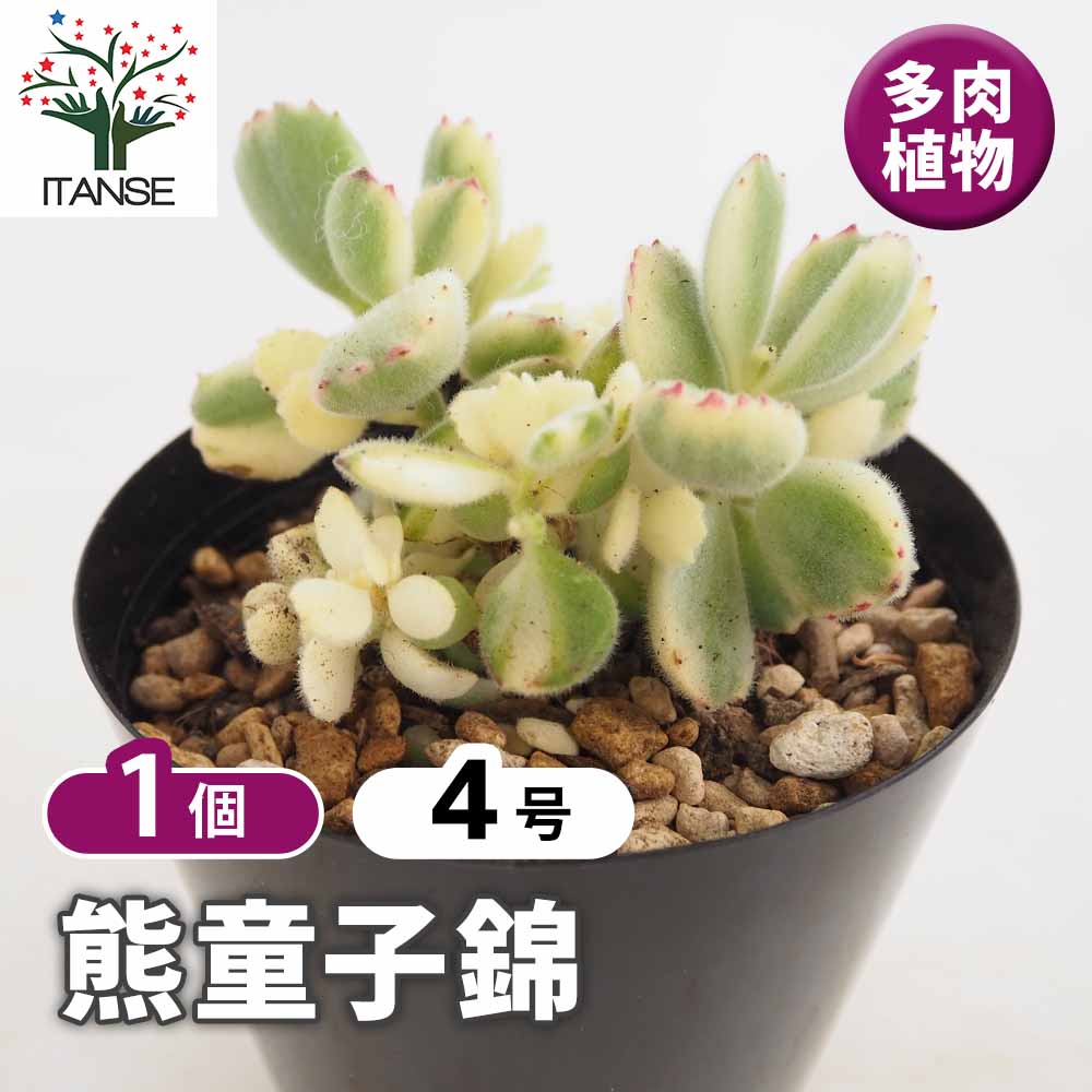 熊童子錦 【多肉植物 4号／1個売り】｜ 【植物のITANSE】全品
