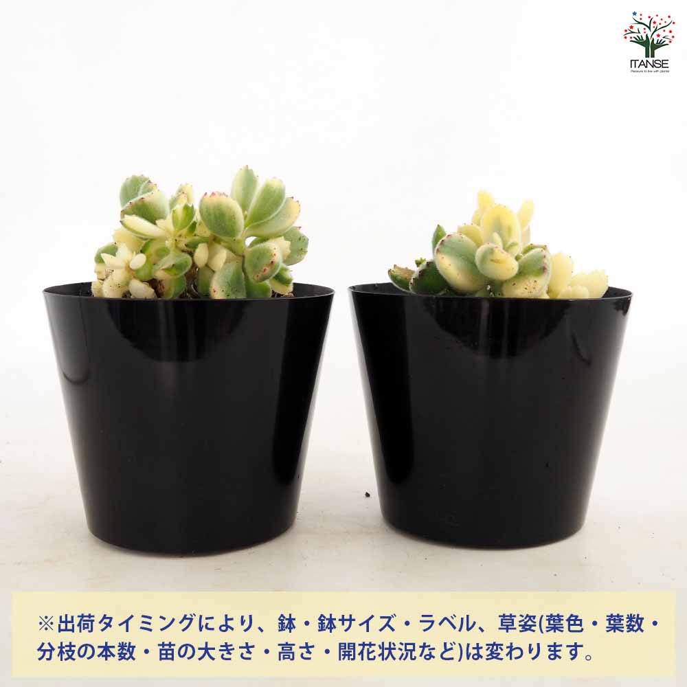 熊童子錦 【多肉植物 4号／1個売り】｜ 【植物のITANSE】全品