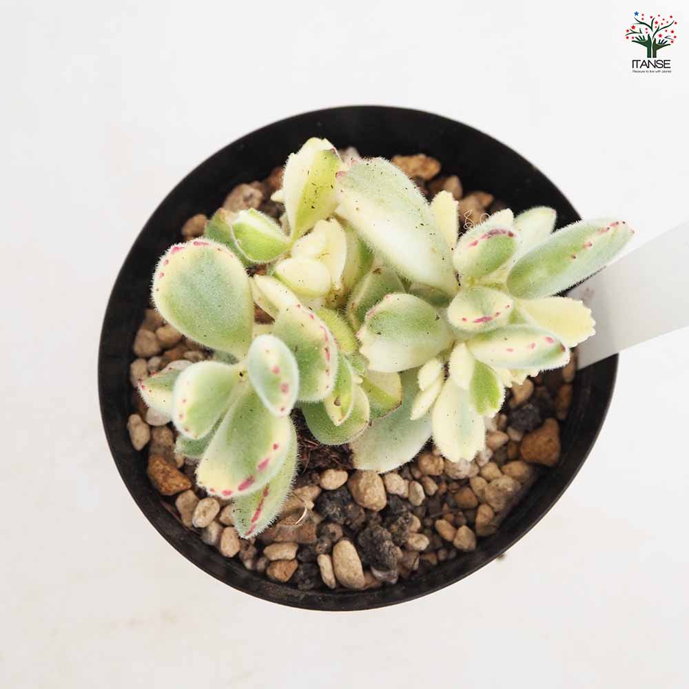 熊童子錦 【多肉植物 4号／1個売り】｜ 【植物のITANSE】全品