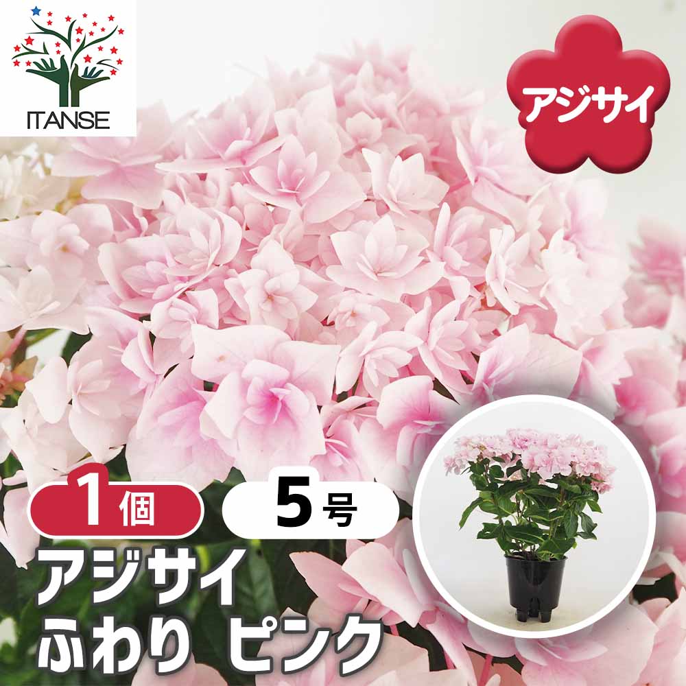 アジサイ ふわり ピンク 【花木苗 5号／1個売り】｜ 【植物の