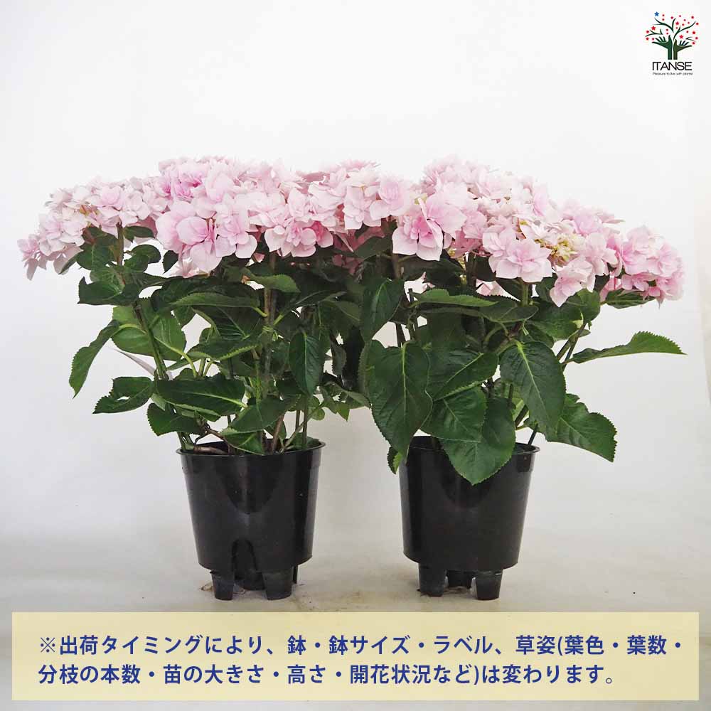 アジサイ ふわり ピンク 【花木苗 5号／1個売り】｜ 【植物の