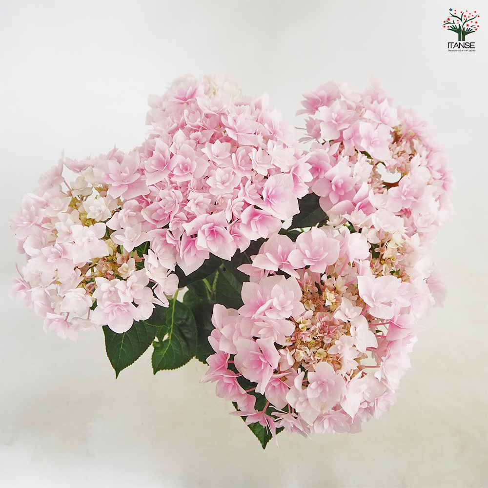 アジサイ ふわり ピンク 【花木苗 5号／1個売り】｜ 【植物の