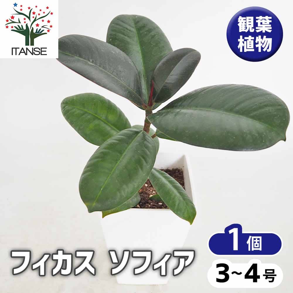 フィカス ソフィア 【観葉植物 3号／1個売り】｜ 【植物のITANSE