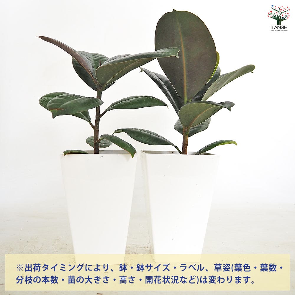 フィカス ソフィア 【観葉植物 3号／1個売り】｜ 【植物のITANSE