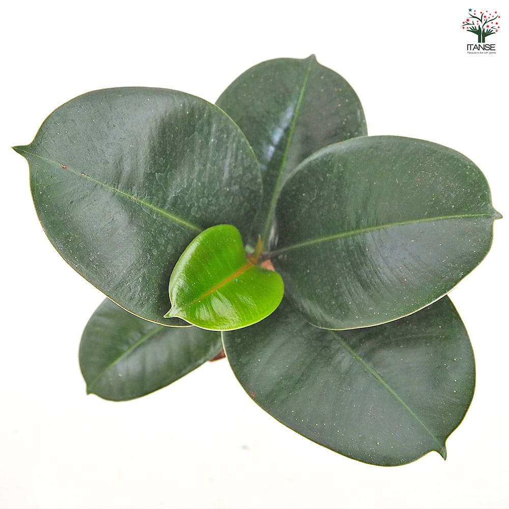 フィカス ソフィア 【観葉植物 3号／1個売り】｜ 【植物のITANSE