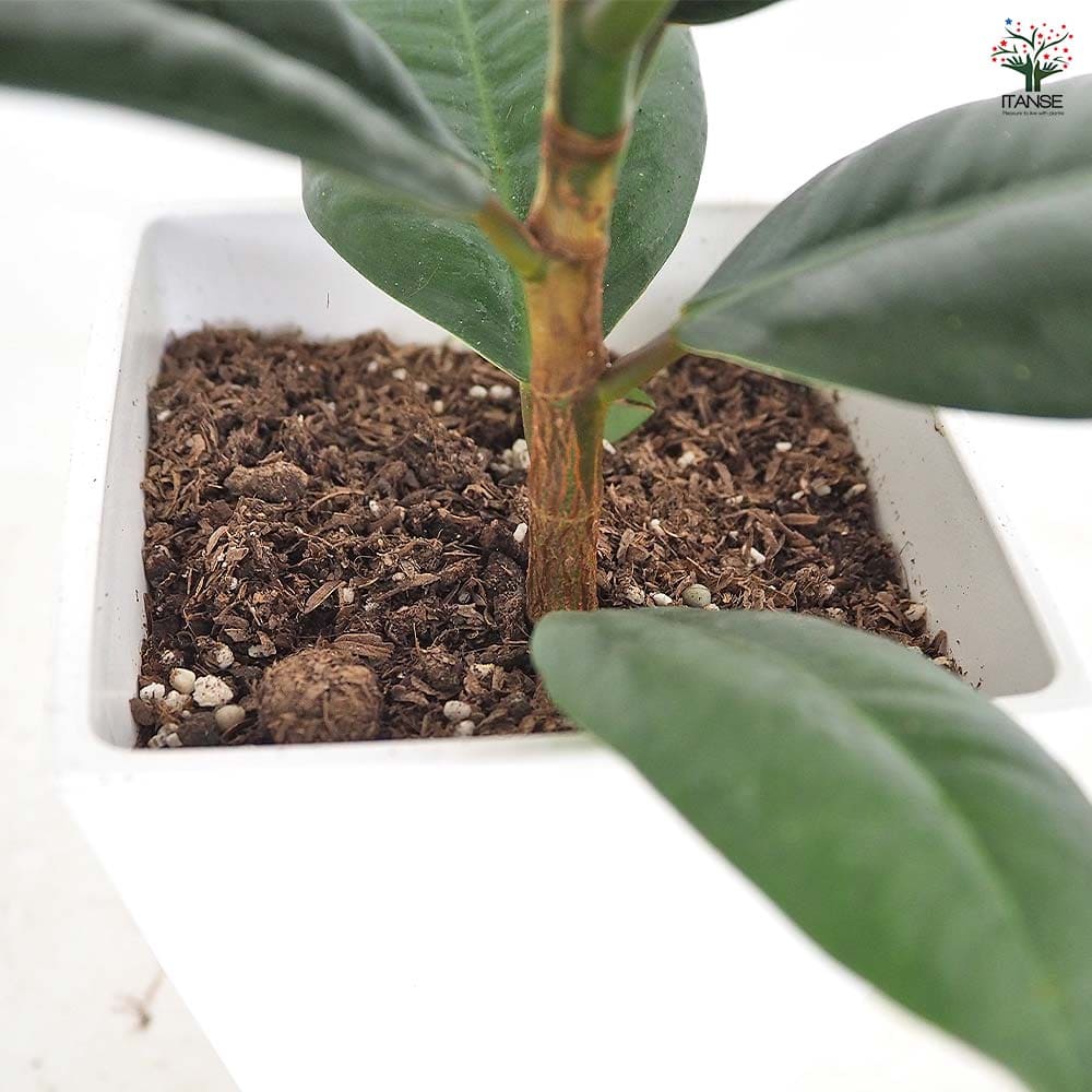 フィカス ソフィア 【観葉植物 3号／1個売り】｜ 【植物のITANSE