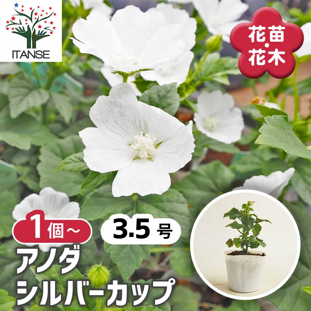 アノダ シルバーカップ 【花苗 3.5号】