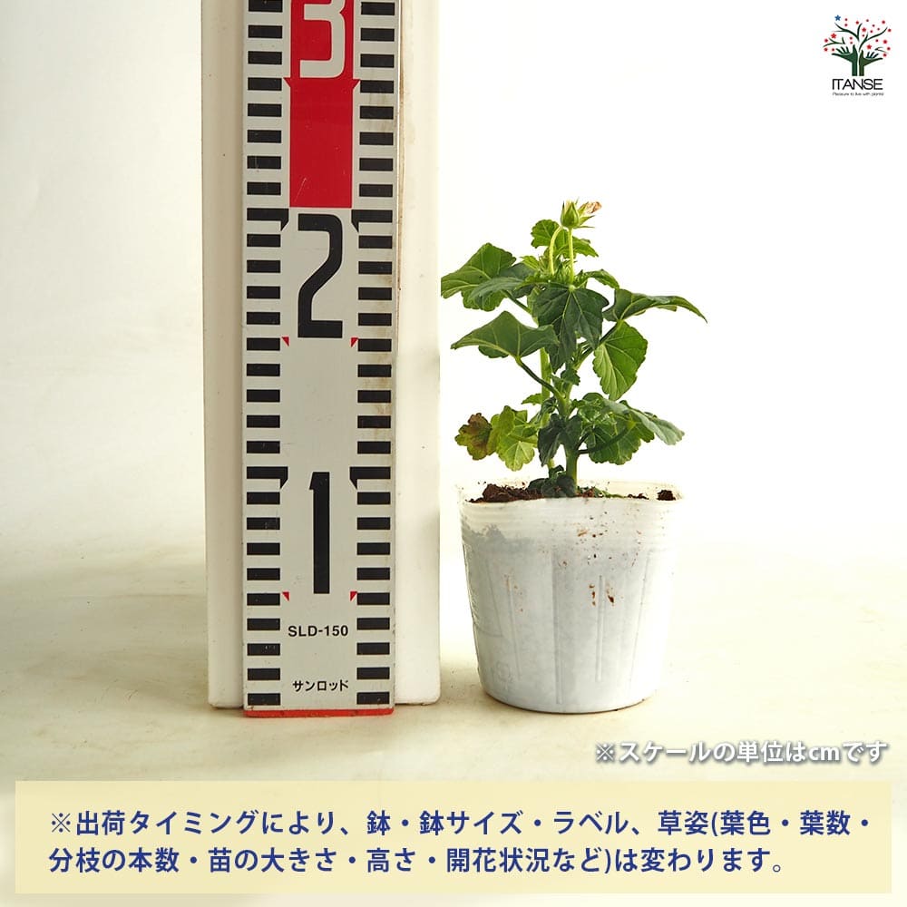 アノダ シルバーカップ 【花苗 3.5号】