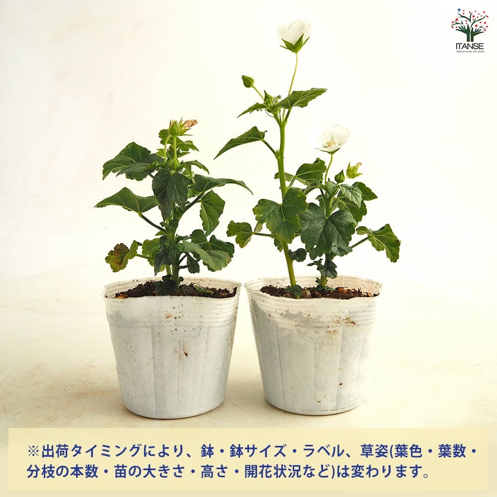 アノダ シルバーカップ 【花苗 3.5号】