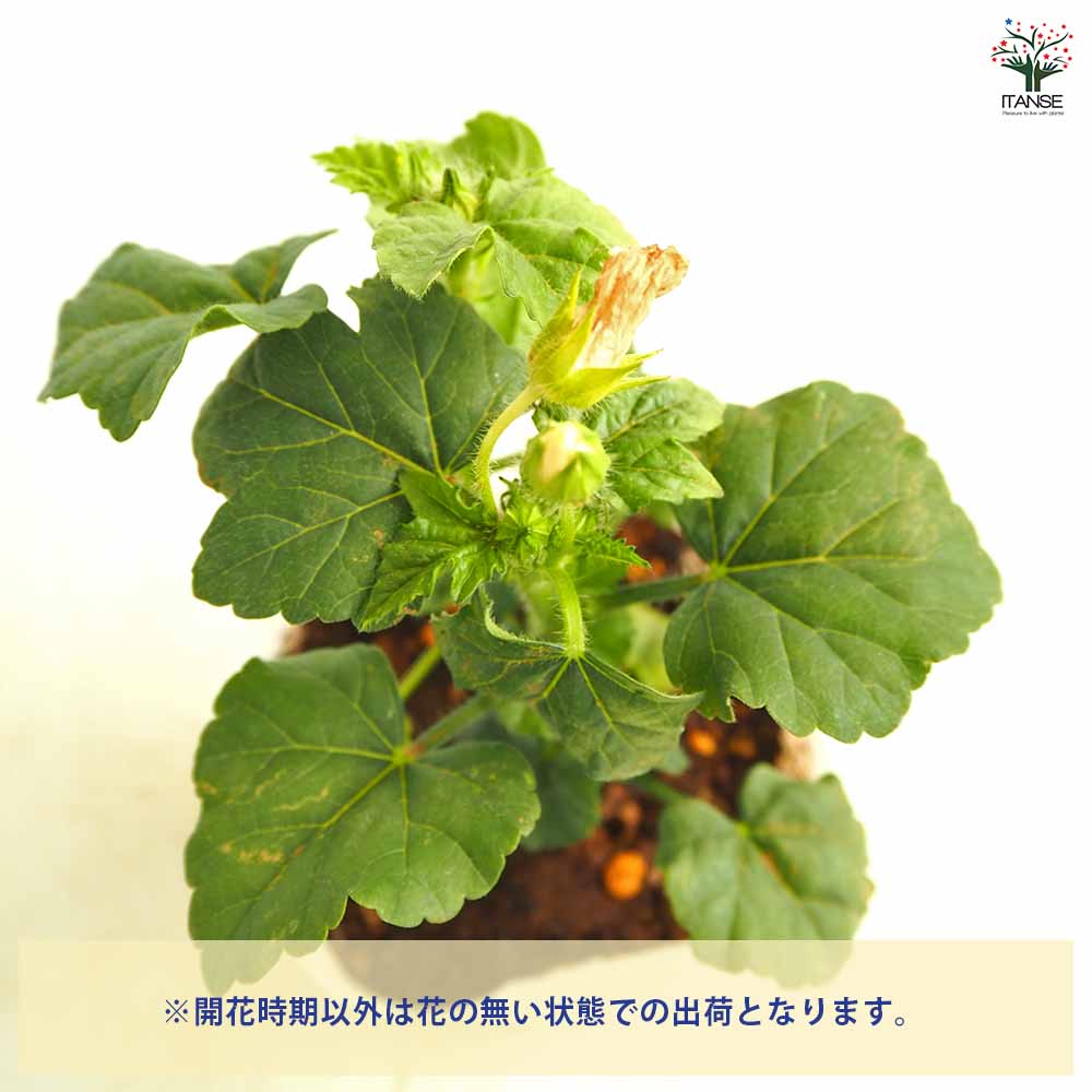 アノダ シルバーカップ 【花苗 3.5号】
