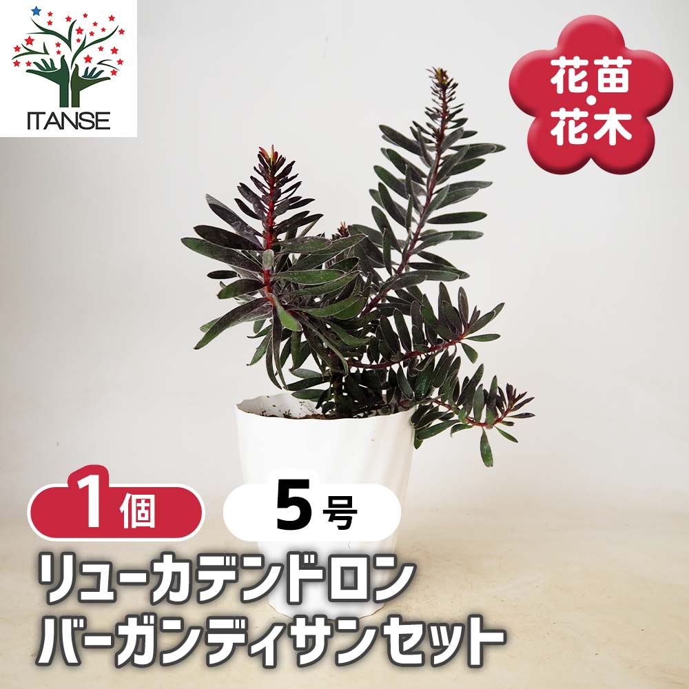 リューカデンドロン バーガンディサンセット 【 花木苗 5号 ／1個売り