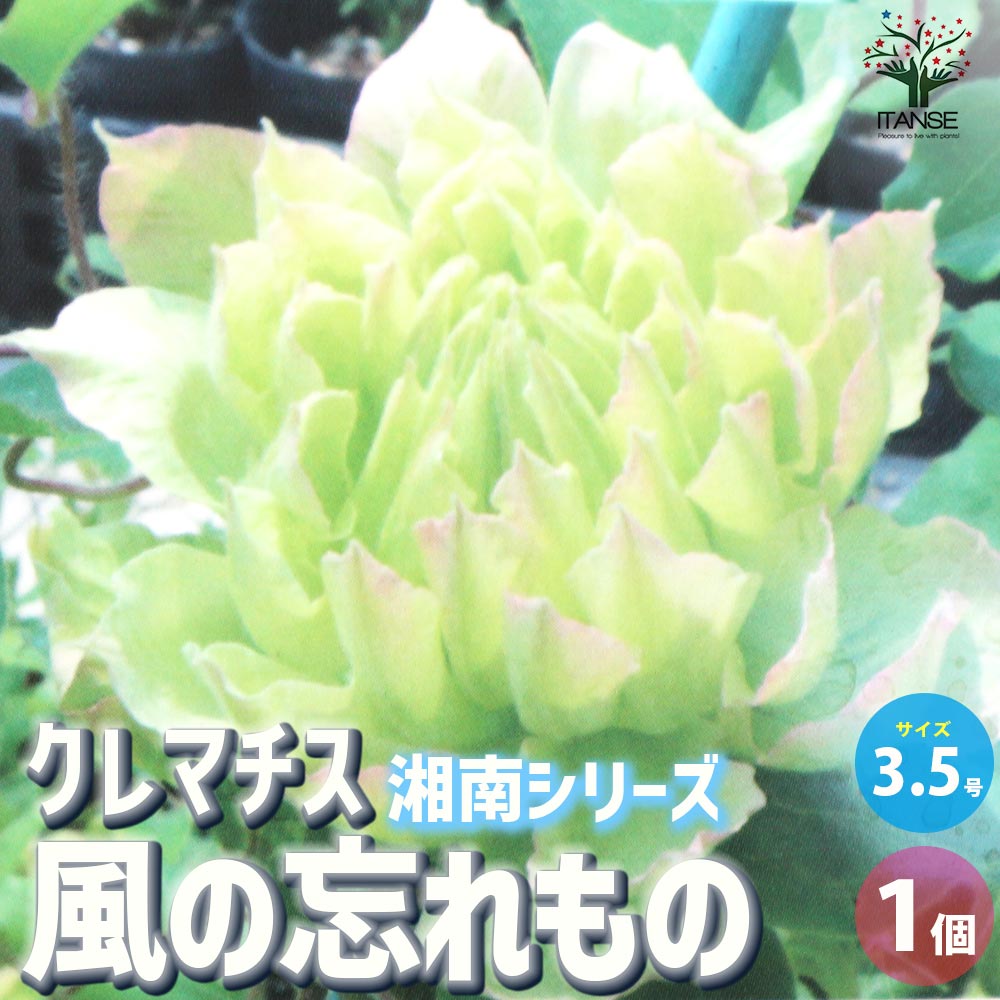 クレマチス 風の忘れもの【花苗 3.5号ロングポット/1個売り クレマチス 風の忘れもの【花苗 3.5号ロングポット/1個売り