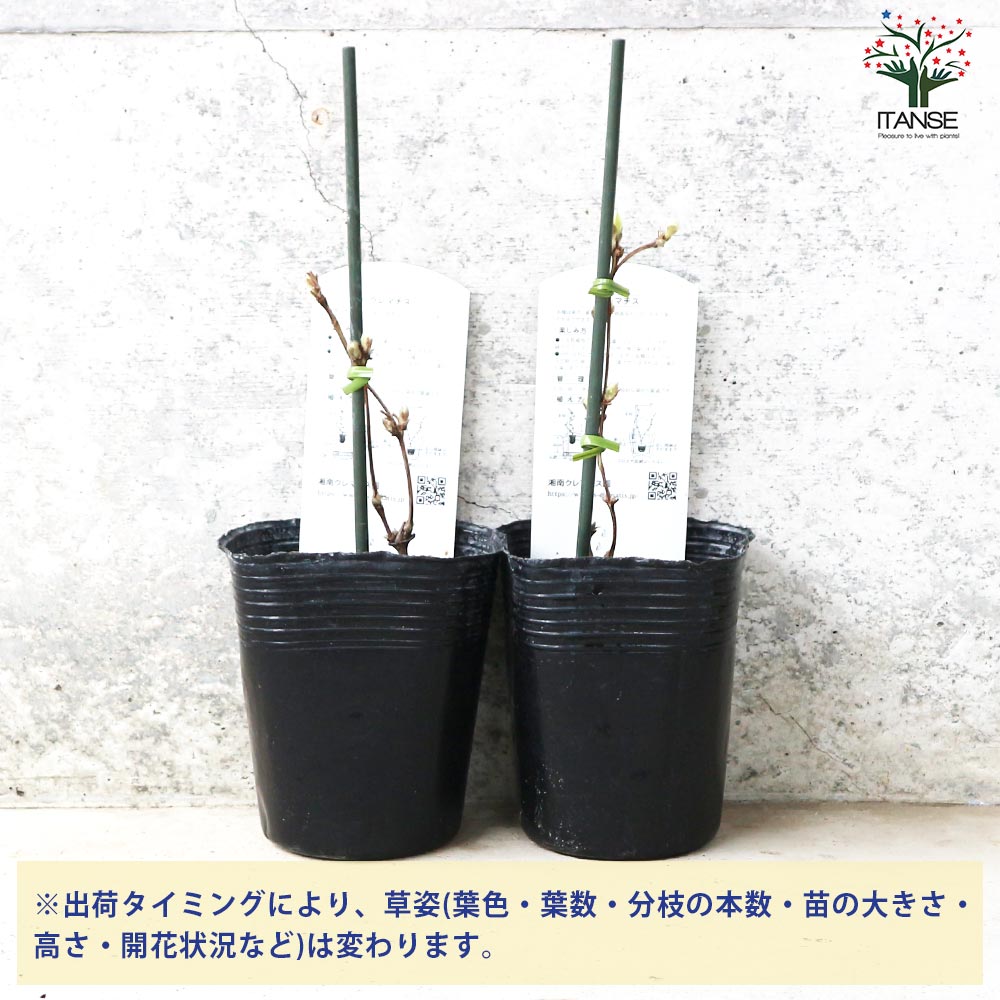 クレマチス 風の忘れもの【花苗 3.5号ロングポット／1個売り