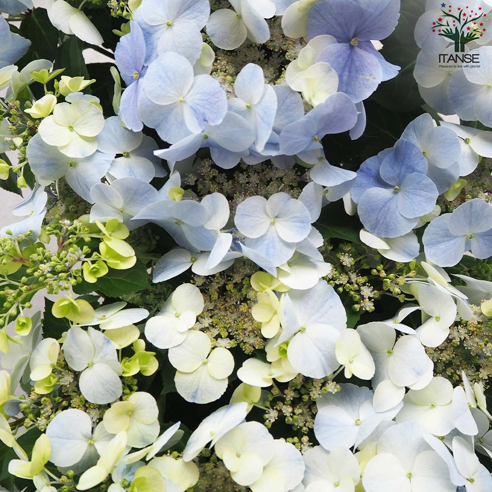 アジサイ フレンチボレロ ブルー【花苗 6号鉢／1個売り】｜ 【植物の