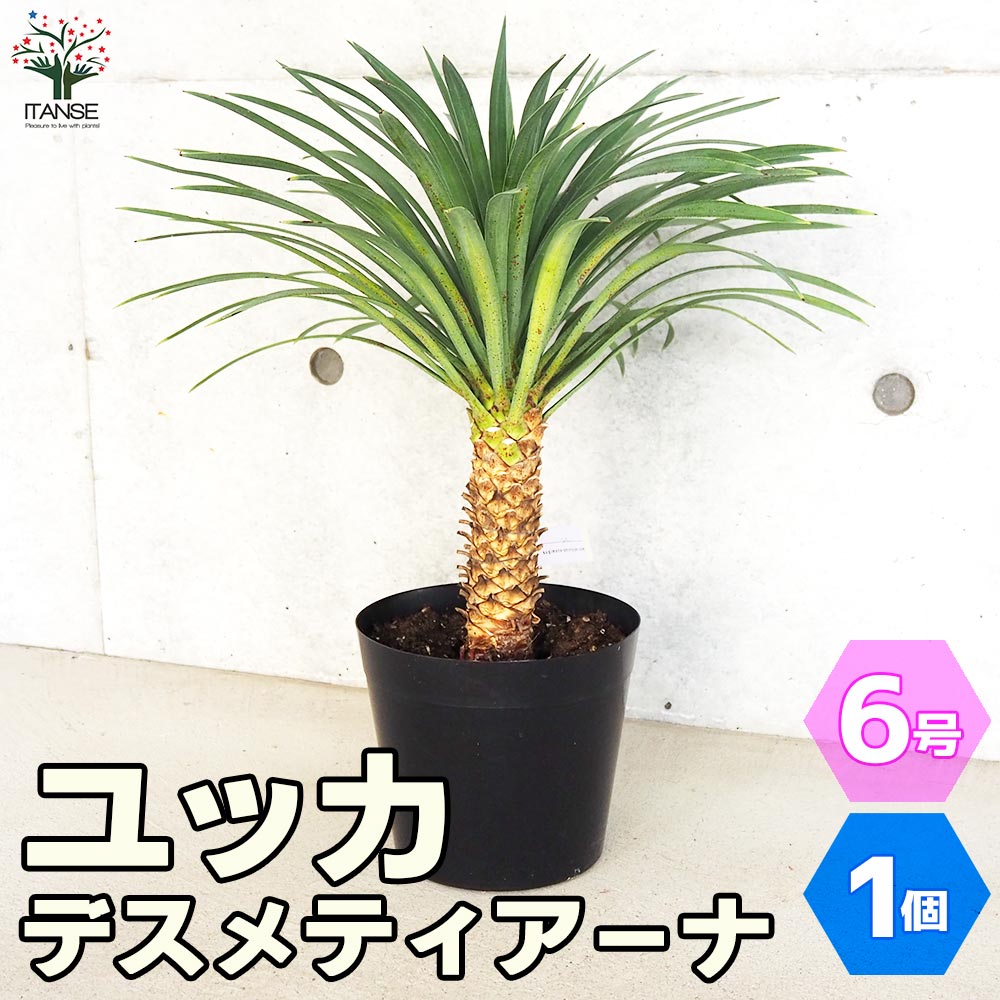 ユッカ デスメティアーナ【観葉植物 6号Lサイズ／1個売り】