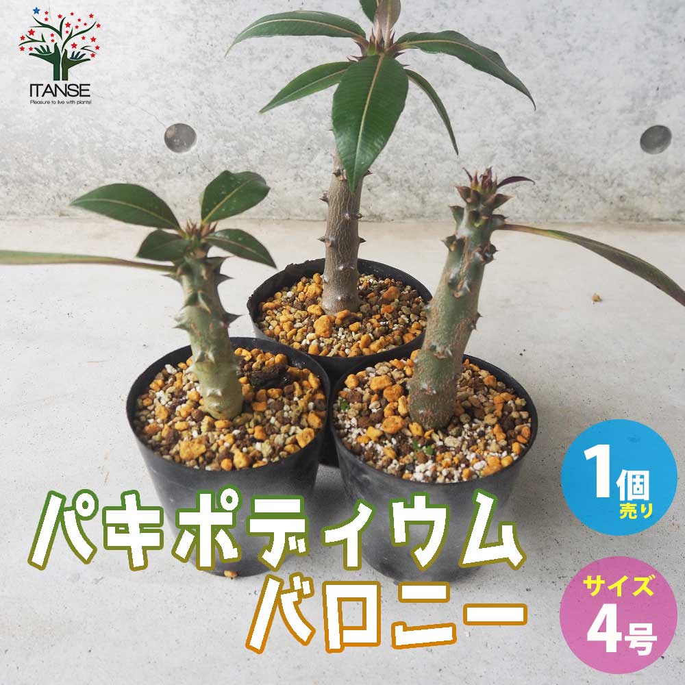 パキポディウム バロニー【多肉植物 4号鉢／1個売り】