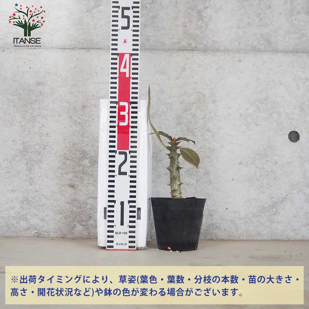 パキポディウム バロニー【多肉植物 4号鉢／1個売り】