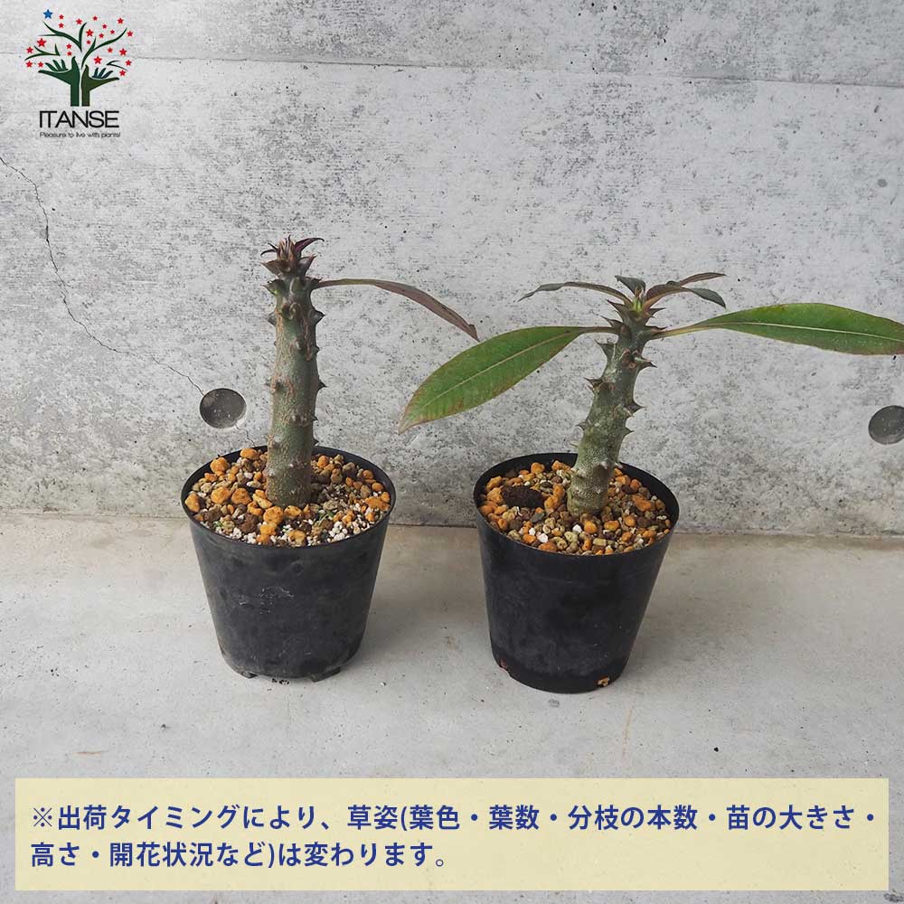 パキポディウム バロニー【多肉植物 4号鉢／1個売り】｜ 【植物の