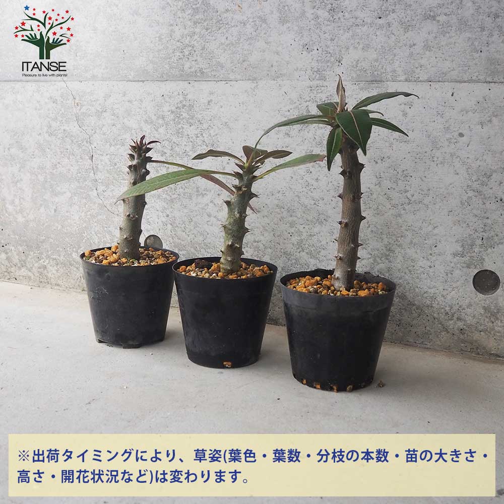 パキポディウム バロニー【多肉植物 4号鉢／1個売り】