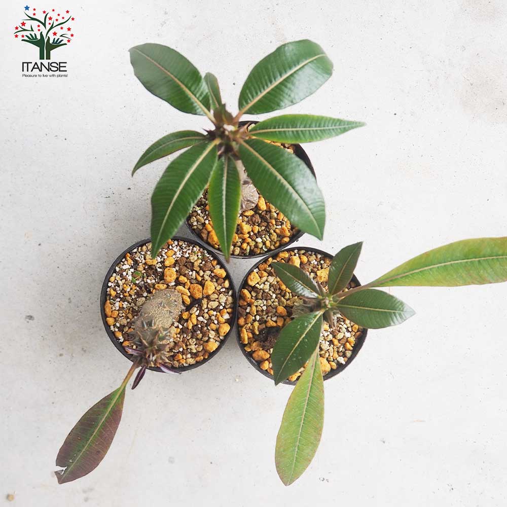 パキポディウム バロニー【多肉植物 4号鉢／1個売り】