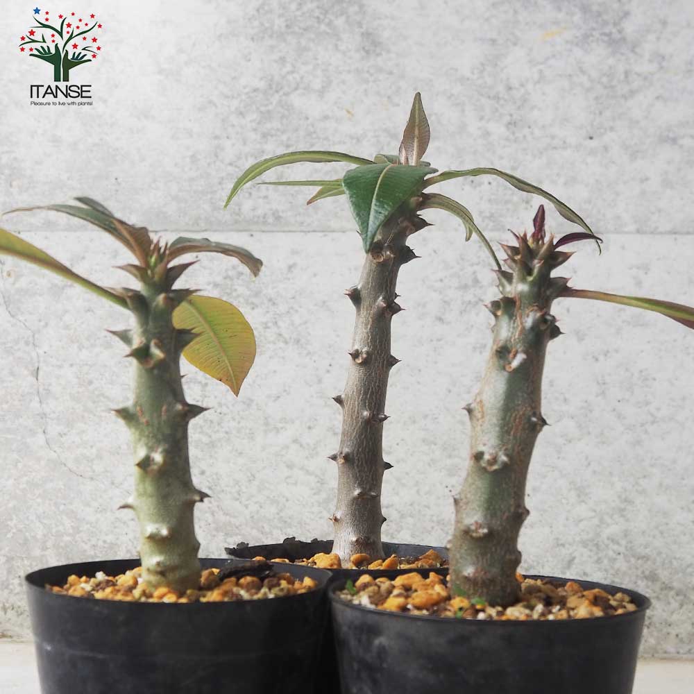 パキポディウム バロニー【多肉植物 4号鉢／1個売り】｜ 【植物