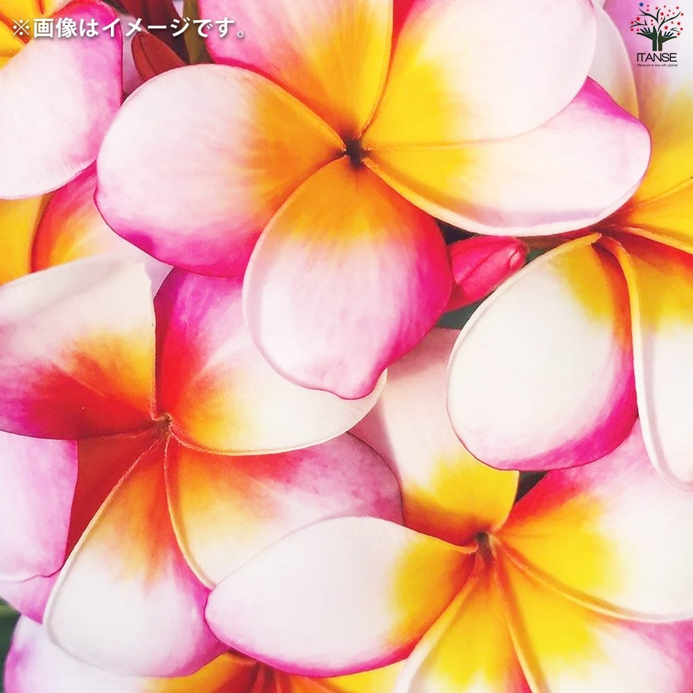 プルメリア苗木 品種：サンバリーナ【花苗 5号鉢／1個売り】｜ 【植物