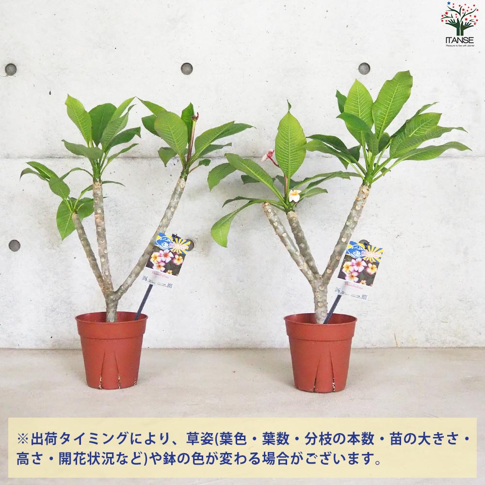 プルメリア苗木 品種：サンバリーナ【花苗 5号鉢／1個売り】｜ 【植物