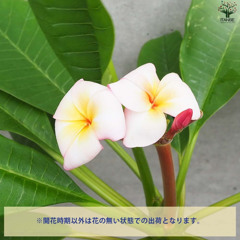 プルメリア i＊＊さま 確認用 【公式通販】