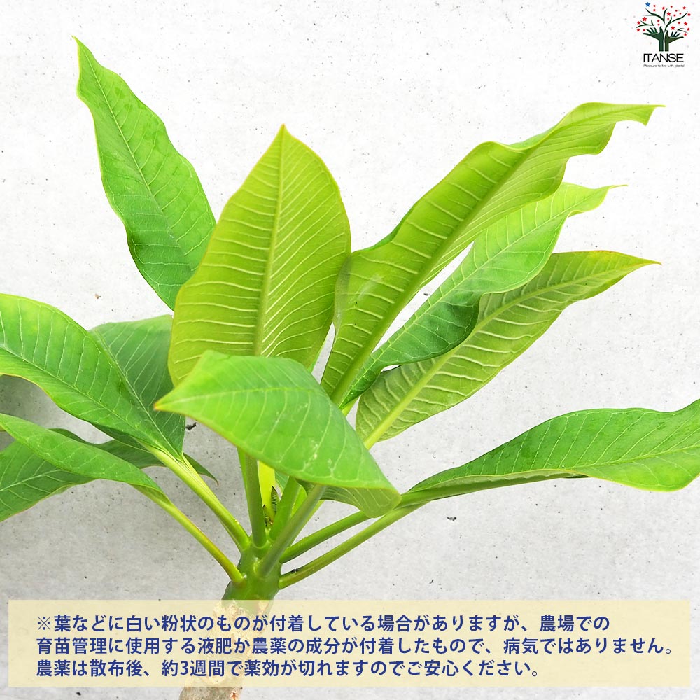 プルメリア苗木 品種：サンバリーナ【花苗 5号鉢／1個売り】｜ 【植物