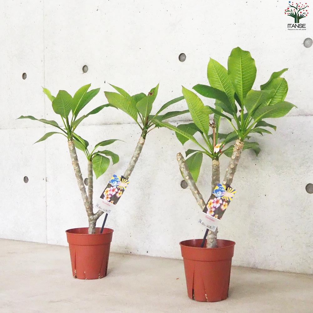 プルメリア苗木 品種：サンバリーナ【花苗 5号鉢／1個売り】｜ 【植物