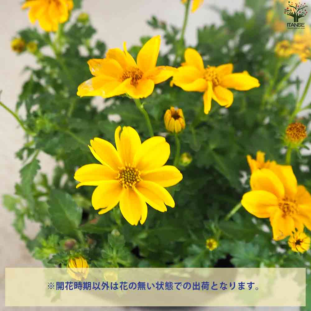 ビデンス ゴールデンフレンズ 2個～【一重】【花苗 10.5cmポット