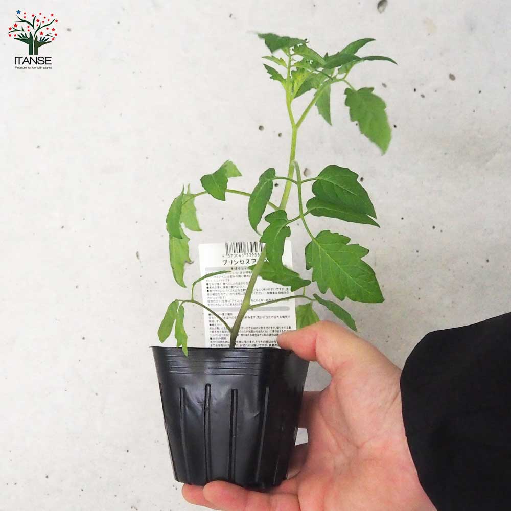 ミニトマトの苗 プリンセスアイコ 接木苗2個～【野菜の苗 9cmポット