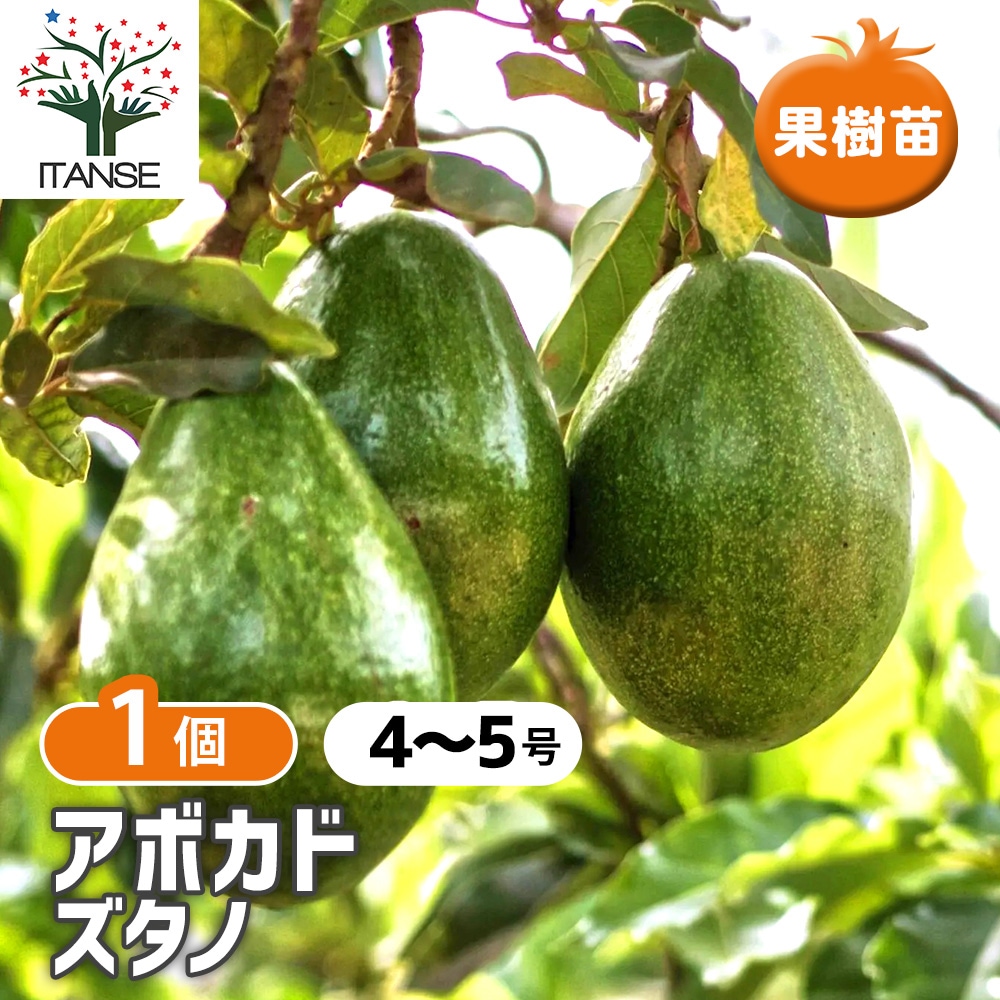 アボカド ズタノ【果樹の苗木 4～5号ポット／1個売り】接ぎ木苗 B