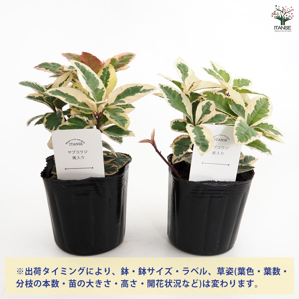 斑入りヤブコウジ 【2.5～3号 花苗】｜ 【植物のITANSE】全品