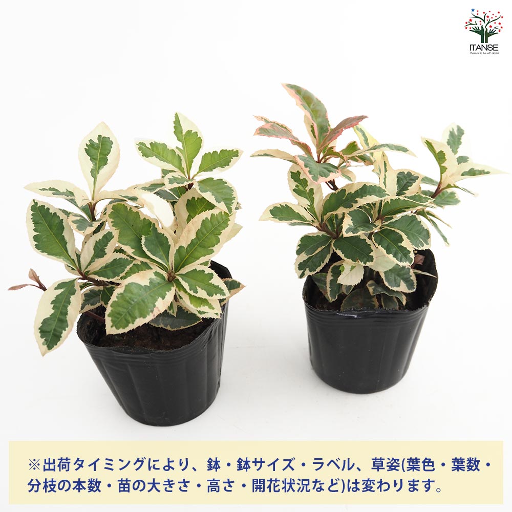 斑入りヤブコウジ 【2.5～3号 花苗】｜ 【植物のITANSE】全品