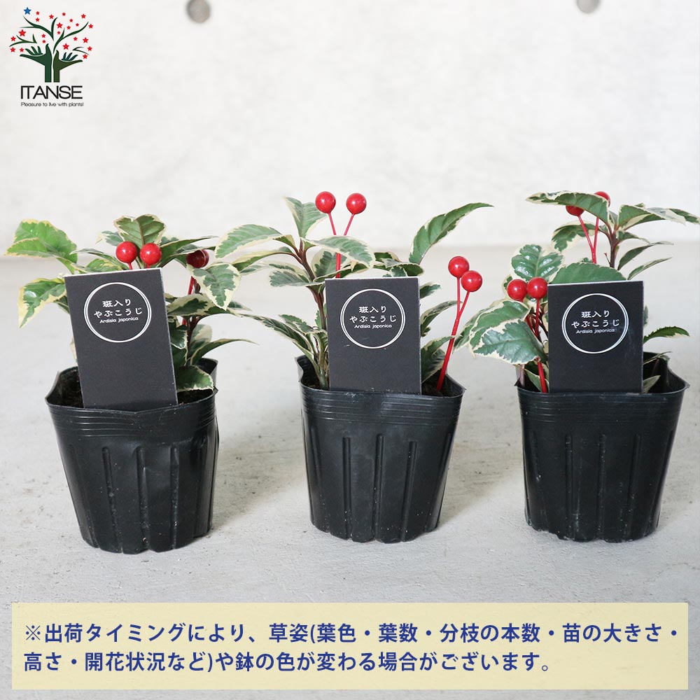 斑入りヤブコウジ 【2.5～3号 花苗】