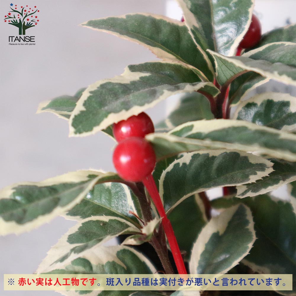 斑入りヤブコウジ 【2.5～3号 花苗】